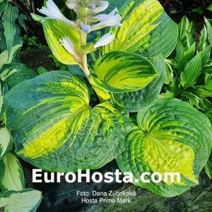 Hosta Prime Mark