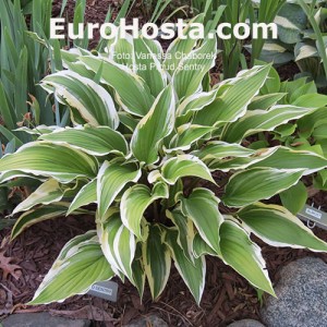 Hosta Proud Sentry - Eurohosta