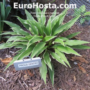 Hosta Proud Sentry - Eurohosta