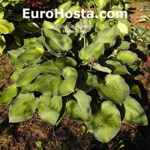 Hosta Punky