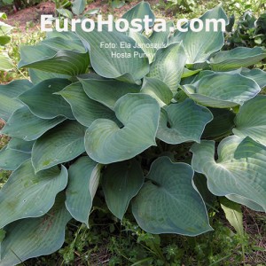 Hosta Punky