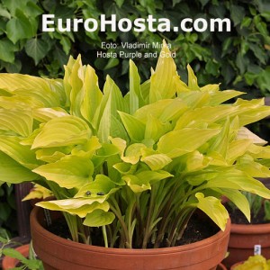 Hosta Purple and Gold