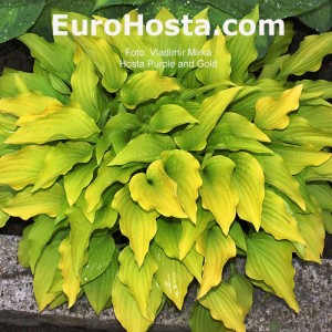 Hosta Purple and Gold