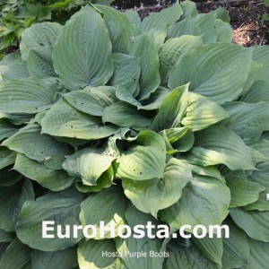 Hosta Purple Boots