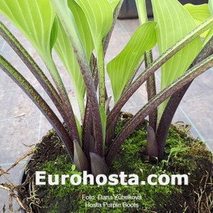 Hosta Purple Boots