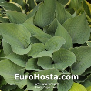 Hosta Purple Haze 