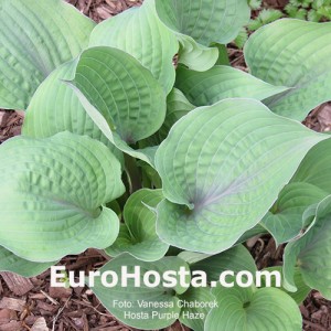 Hosta Purple Haze 