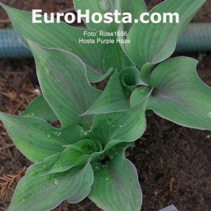 Hosta Purple Haze 