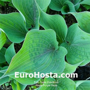 Hosta Purple Haze 