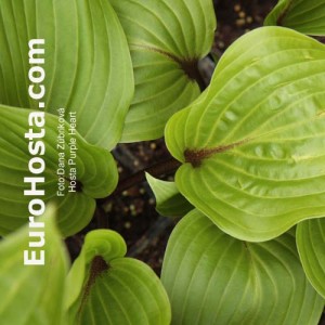 Hosta Purple Heart - Eurohosta