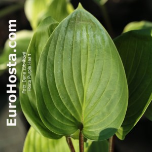 Hosta Purple Heart - Eurohosta