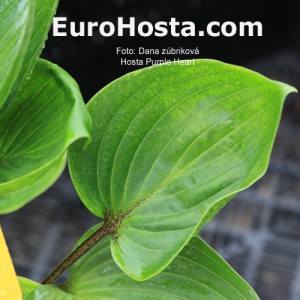 Hosta Purple Heart - Eurohosta