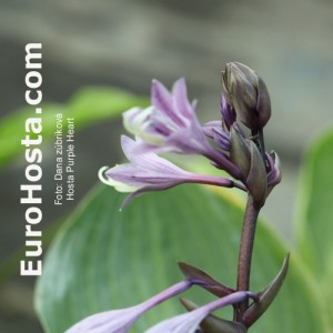 Hosta Purple Heart - Eurohosta