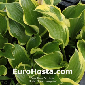 Hosta Queen Josephine - Eurohosta