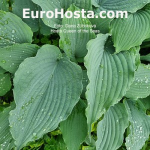 Hosta Queen of the Seas - Eurohosta