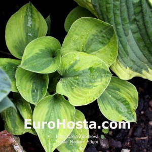 Hosta Radiant Edger - Eurohosta