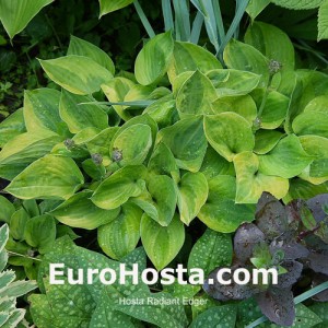 Hosta Radiant Edger - Eurohosta