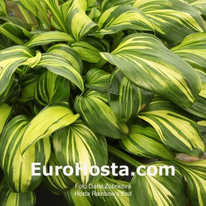 Hosta Rainbow's End - Eurohosta