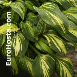 Hosta Rainbow's End - Eurohosta