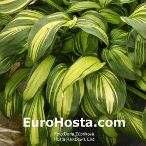 Hosta Rainbow's End - Eurohosta