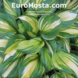 Hosta Rainbow's End - Eurohosta