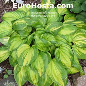 Hosta Rainbow's End - Eurohosta