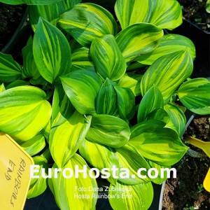 Hosta Rainbow's End