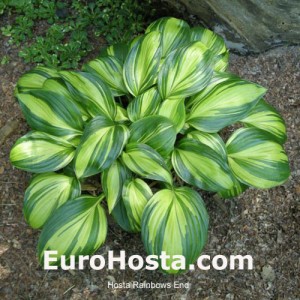 Hosta Rainbow's End - Eurohosta