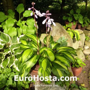 Hosta Rainbow's End - Eurohosta