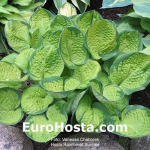 Hosta Rainforest Sunrise