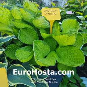 Hosta Rainforest Sunrise - Eurohosta