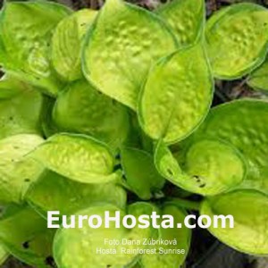 Hosta Rainforest Sunrise - Eurohosta