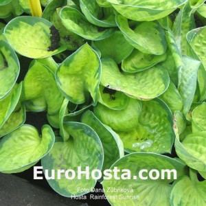 Hosta Rainforest Sunrise - Eurohosta