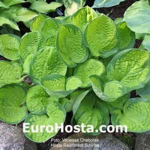 Hosta Rainforest Sunrise