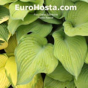 Hosta Rascal - Eurohosta