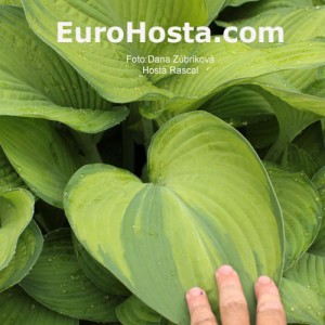 Hosta Rascal - Eurohosta