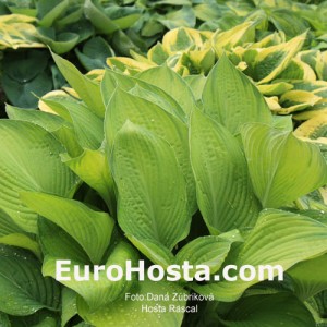 Hosta Rascal - Eurohosta