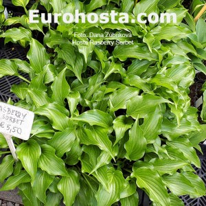 Hosta Raspberry Sorbet - Eurohosta