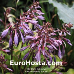 Hosta Raspberry Sorbet - Eurohosta