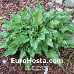 Hosta Raspberry Sorbet - Eurohosta