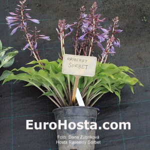 Hosta Raspberry Sorbet - Eurohosta