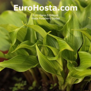 Hosta Raspberry Sorbet