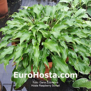 Hosta Raspberry Sorbet