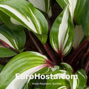 Hosta Raspberry Sundae - Eurohosta