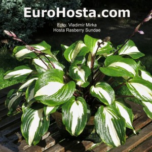 Hosta Raspberry Sundae - Eurohosta