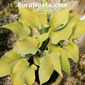 Hosta Rebecca