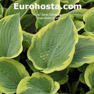 Hosta Rebel Heart