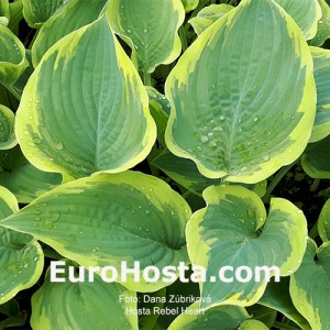 Hosta Rebel Heart