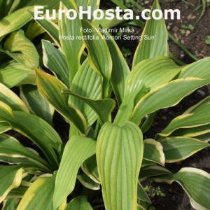 Hosta rectifolia 'Aomori Setting Sun'