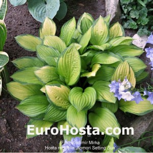 Hosta Aomori Gold Star